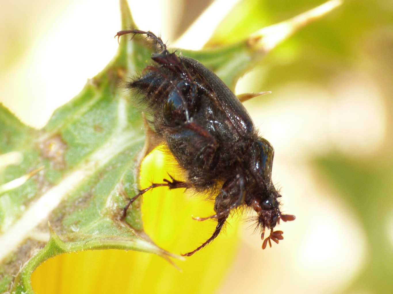 Il mio primo Pachypus (candidae?)